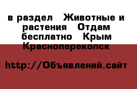  в раздел : Животные и растения » Отдам бесплатно . Крым,Красноперекопск